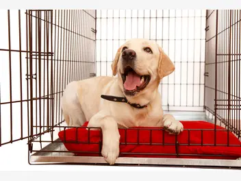 Ilustracja artykułu klatka kennelowa dla psa – opis, zastosowanie, ceny, opinie