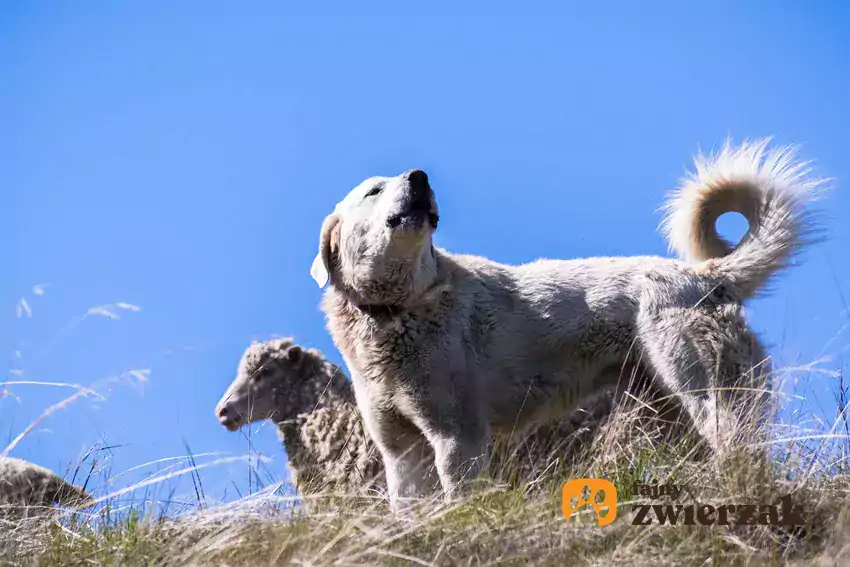 Akbash dog standing on hill