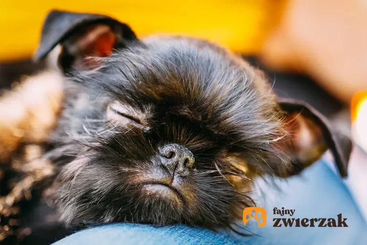 Małe szczenię gryfonika belgijskiego śpiące na ramieniu właściciela, a także ceny psów rasy gryfonik belgijski