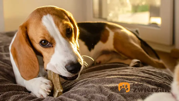 Pies beagle gryzący kość dla psa na łóżku, a także jaka jest najlepsza kość dla psa krok po kroku, rodzaje i wielkości