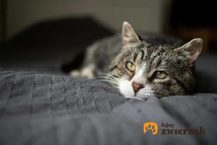 Smutny kot leżący na łóżku, a także leczenie, rozpoznawanie i zapobieganie katarowi u kota