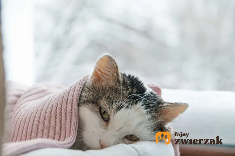 Kot leżący pod kocykiem, cierpiący na katar, a także objawy kataru, leczenie, rozpoznawanie, zapobieganie i domowe spoosby