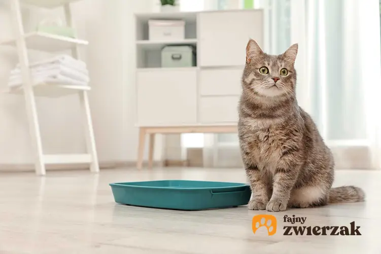 Kot siedzący przy kuwecie, a także biegunka u kota - objawy, przyczyny, leczenie, porady, dieta i domowe sposoby