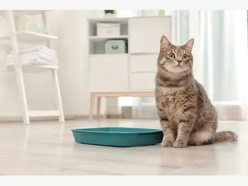 Ilustracja artykułu biegunka u kota - przyczyny, objawy, leczenie, dieta, porady