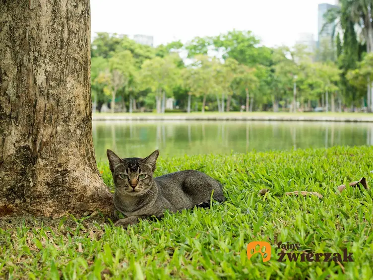 Wściekły kot siedzący pod drzewem, a także pierwsze objawy wścieklizny u kota, czyli objawy, zagrożenia, profilaktyka krok po kroku