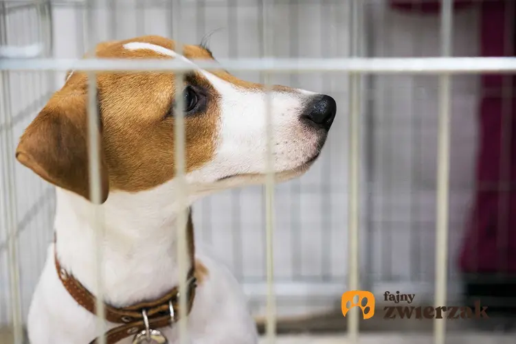 Jack Russel Terrier w klatce kennelowej, a także informacje o klatkach dla psa: zastosowanie, rodzaje oraz ceny