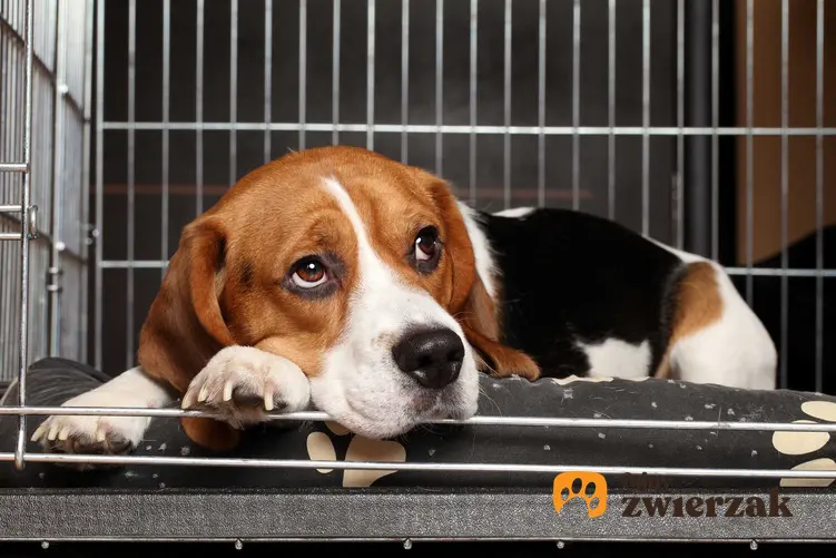 Beagle w klatce kennelowej dla psa, a także zastosowanie klatek dla psa, ceny oraz porady dotyczące samodzielnego wykonania