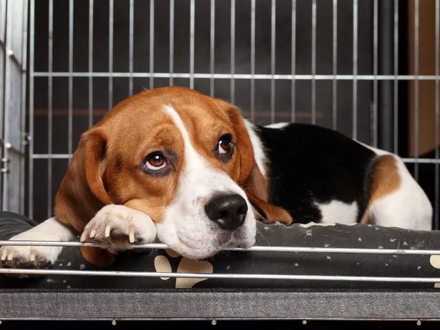 Klatki dla psów: rodzaje i zastosowanie