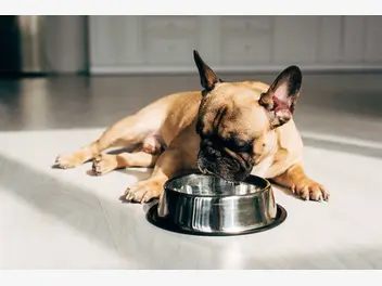 Ilustracja artykułu top miski dla psa. zobacz, które miski sprawdzają się najlepiej
