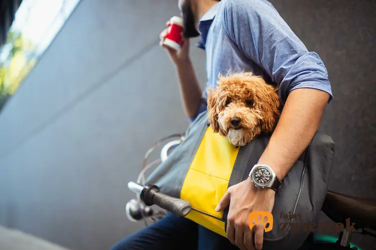 Pies w torbie dla psa przewieszonej przez ramię rowerzysty, a także modele, producenci, opinie na temat toreb dla psów