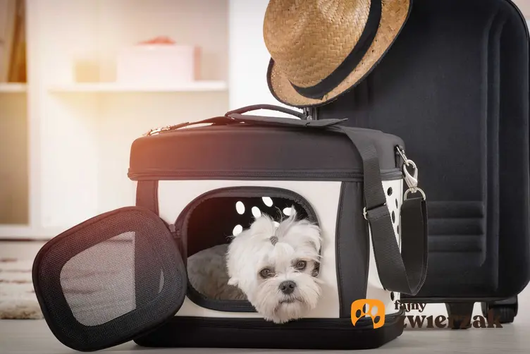 Pies rasy maltańczyk w torbie dla psa, a także producenci, zdjecia oraz opinie dotyczące najlepszych toreb dla psa