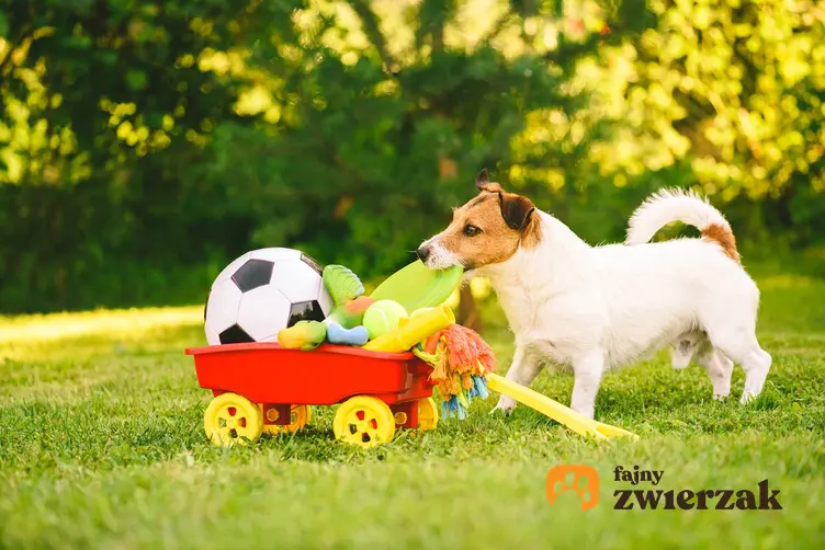 Pies wyciągający zabawki z małego wózka, a także TOP 5 zabawek i gadżetów dla psów małych i dużych