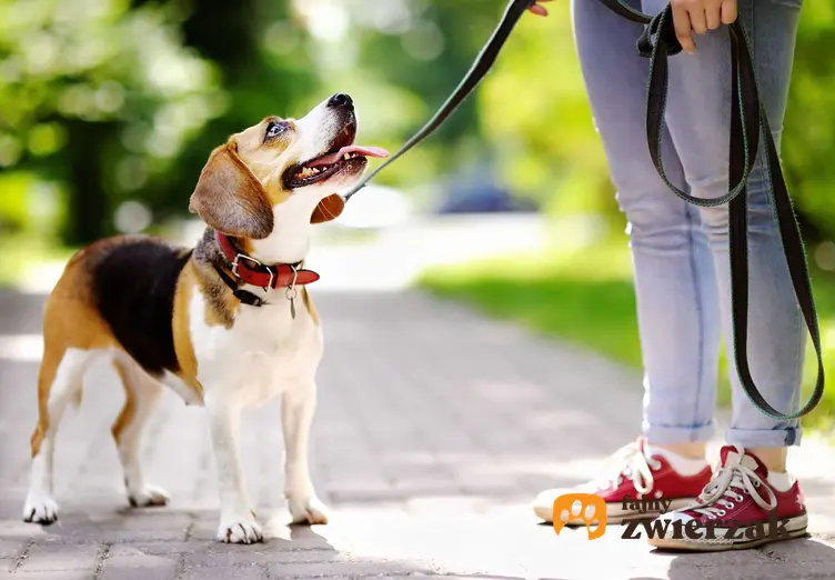 Pies na spacerze z właścicielką trzymająca linkę treningową, a także rodzaje oraz zastosowanie linek do treningu dla psa