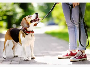 Ilustracja artykułu linka treningowa dla psa – rodzaje, zastosowanie, opinie, porady