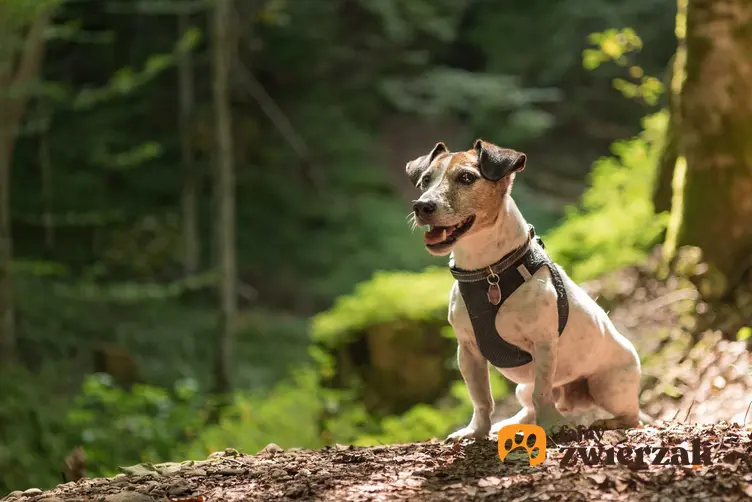 Puszorek na niewielkim psie w lesie, a także zastosowanie, ceny, rodzaje, opinie oraz zalety puszorków