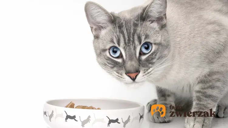 Kot o szarej sierści przy misce pełnej karmy dla kotów, a także polecane produkty, zastosowanie, smaki i rodzaje karmy