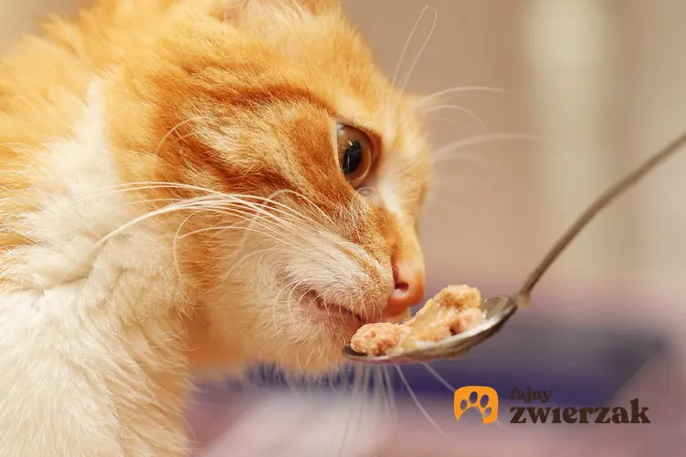 Kot jedzący karmę z łyżeczki, a także najlepsze karma dla kota, skład, rodzaje, smaki, zastosowanie i polecane produkty