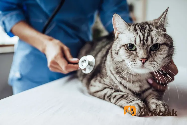 Kot z FIV u weterynarza, a także rozpoznanie choroby, objawy, leczenie oraz najważniejsze rokowania
