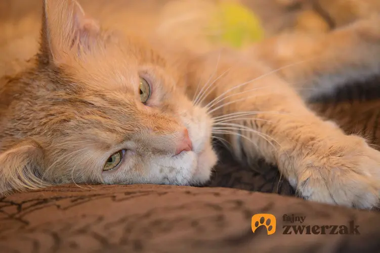 Chory na FIV kot leżący na dywanie, a także FIV u kota, rozpoznanie, objawy, leczenie oraz rokowania przy leczeniu
