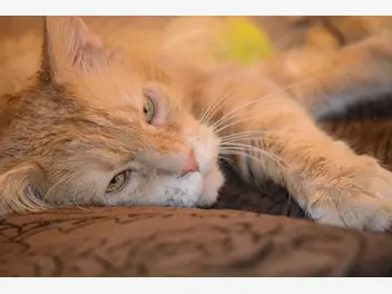 Ilustracja artykułu fiv u kota - objawy, rozpoznanie, leczenie, rokowania, porady