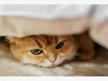 Ilustracja artykułu białaczka u kota (felv) - przyczyny, objawy, sposoby leczenia, rokowania