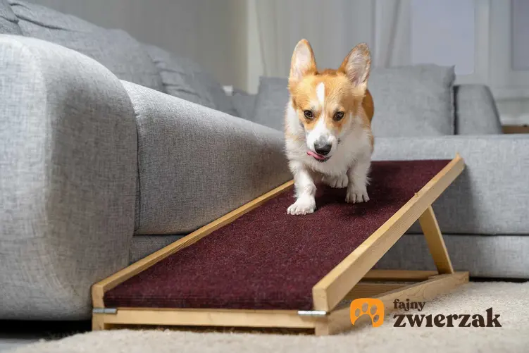 Pies schodzący po rampie dla psów z kanapy, a także schodki dla psa, ich rodzaje, cena, opis oraz samodzielne przygotowanie