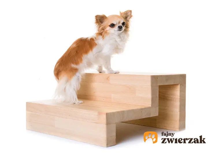 Pies wchodzi po schodkach dla psów, a także rodzaje, opis, samodzielne przygotowanie schodków oraz cena za gotowe