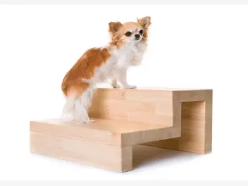 Ilustracja artykułu schodki dla psa – rodzaje, opis, cena, samodzielne wykonanie