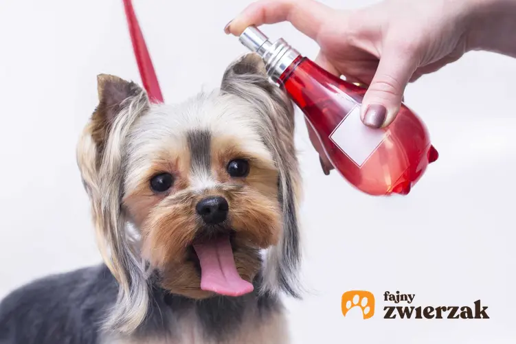Perfumowanie małego yorka w salonie fryzjerskim dla psów, a także perfumy dla psów - producenci, opinie, ceny oraz rodzaje