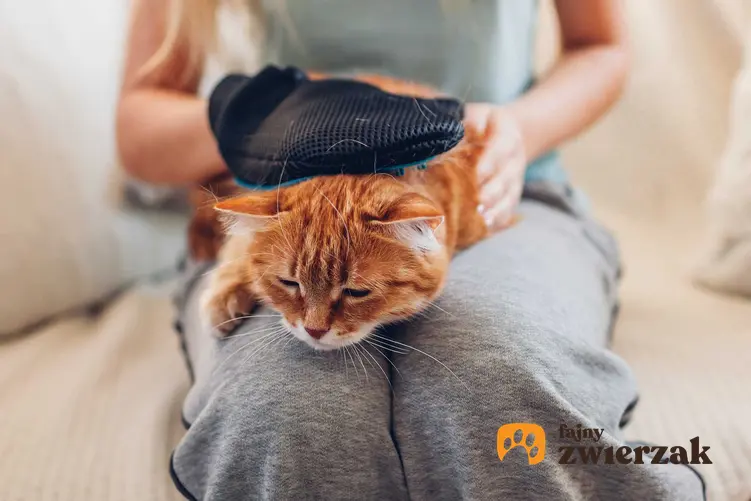 Kot na kolanach właścicielki czesany rękawicą do czesania kota, a także rodzaje, ceny oraz opinie