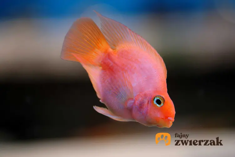 Pielęgnica papuzia w różowo-pomarańczowym kolorze pływająca w akwarium, a także pielęgnacja ryby, usposobienie, charakter, opis