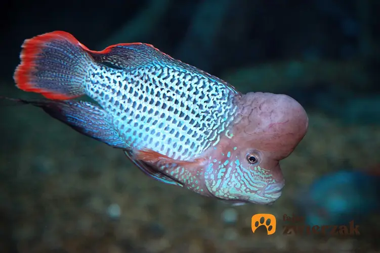 Akara pomarańczowopłetwa w ciemnym akwarium, a także sposób żywienia ryby, rozmnażanie, opis i usposobienie przedstawicieli tego gatunku