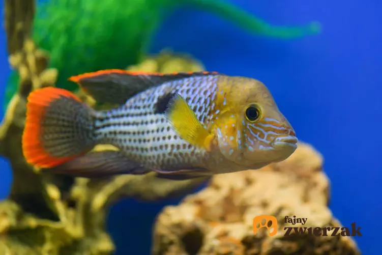 Akara pomarańczowopłetwa o pomarańczowej płetwie i biało-czarnym ciele w dużym akwarium, a także opis ryby, jej usposobienie, sposób żywienia i rozmnażanie
