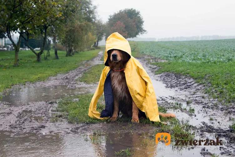 Pies siedzący w kałuży ubrany w płaszcz przeciwdeszczowy dla psów, a także rodzaje, ceny oraz opinie o płaszczach dla psów