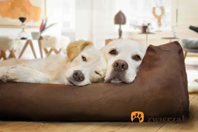 Psy leżące w legowisku ortopedycznym dla psów, a także rodzaje legowisk, cena, zastosowanie oraz porady