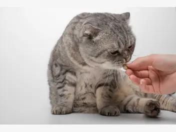 Ilustracja artykułu tauryna dla kota – wyjaśniamy, dlaczego należy podawać taurynę