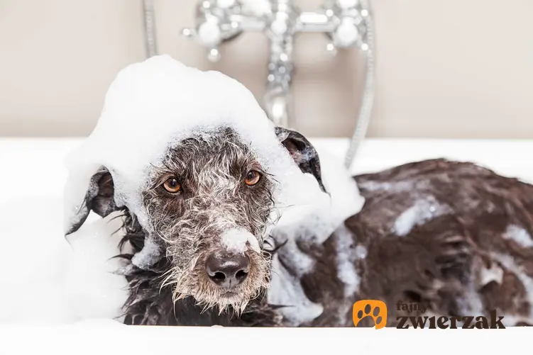 Pies wykąpany w szamponie antyalergicznym, a także najlepsze produkty, najciekawsi producenci, działanie oraz zastosowanie