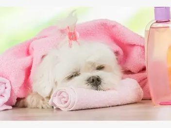 Ilustracja artykułu jaki szampon dla psa alergika? oto polecane produkty
