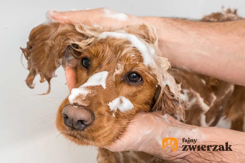 Wykąpany spaniel ze zdrową sierścią