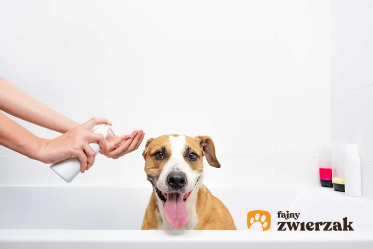 Najlepszy szampon dla psa, a także producenci, rodzaje, zastosowanie, skład, działanie szamponów dla psów