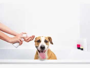 Ilustracja artykułu top 15 szamponów dla psa. doradzamy, który produkt wybrać