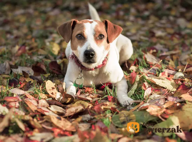 Pies rasy duńsko-szwedzki pies wiejski leżący wśród liści, a także charakter, wymagania, usposobienie oraz opis