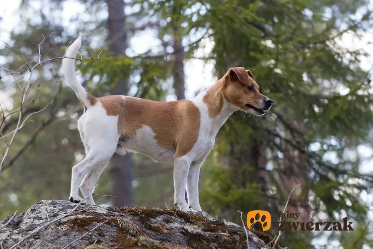 Pies rasy duńsko-szwedzki pies wiejski stojący na skale w lesie, a także informacje o rasie: historia, opis, usposobienie, charakter, wymagania