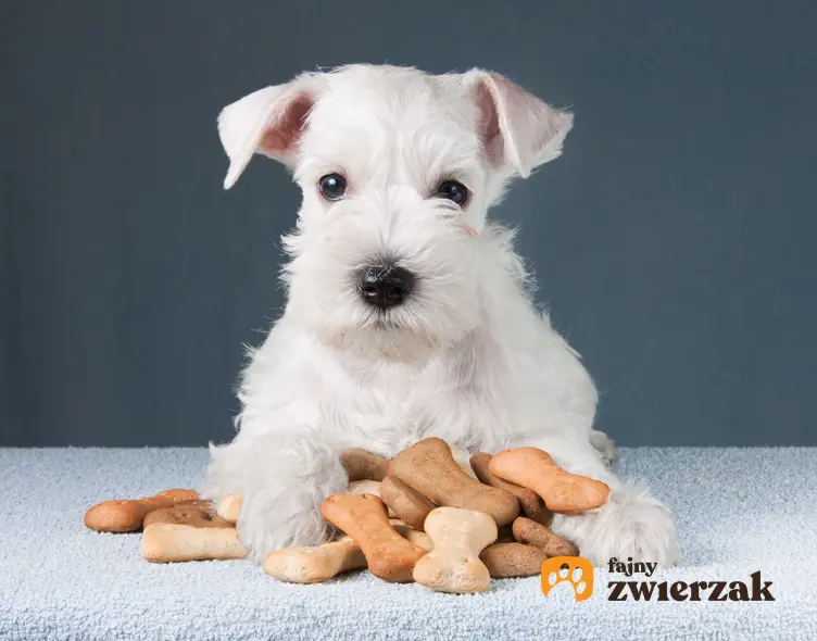 Mały pies siedzący przy ciasteczkach i przekąskach dla psa, a także naturalne przysmaki dla psa, rodzaje, ceny, skład oraz opinie