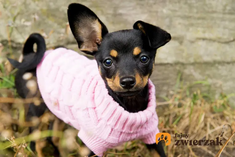 Mały pies ubrany w różowy sweterek, a także ubranka dla małych psiaków, rodzaje, wzory, ceny, producenci i polecane materiały oraz modele