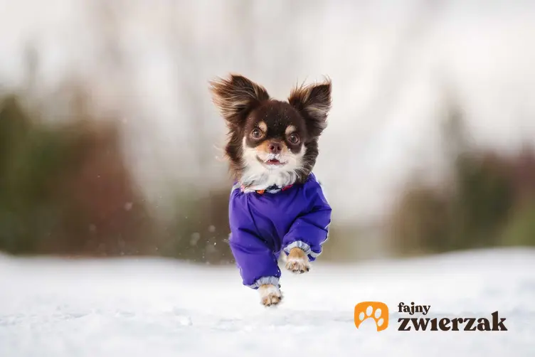 Mały pies biegnący po śniegu w niebieskim ubranku, a także rodzaje, wzory, ceny oraz zastosowanie ubranek dla małych psów krok po kroku