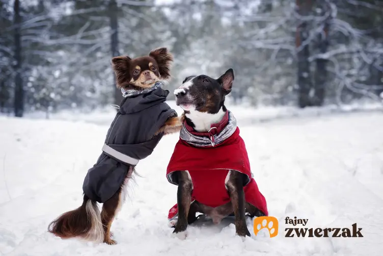 Dwa małe pieski ubrane w zimowe ubranka dla psów, a także porady i informacje, jakie ciuchy dla psa sprawdzają się najlepiej