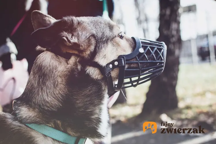 Duży pies owczarek ubrany w kaganiec dla psów Baskerville, a także budowa, cena, opinie oraz działanie kagańca
