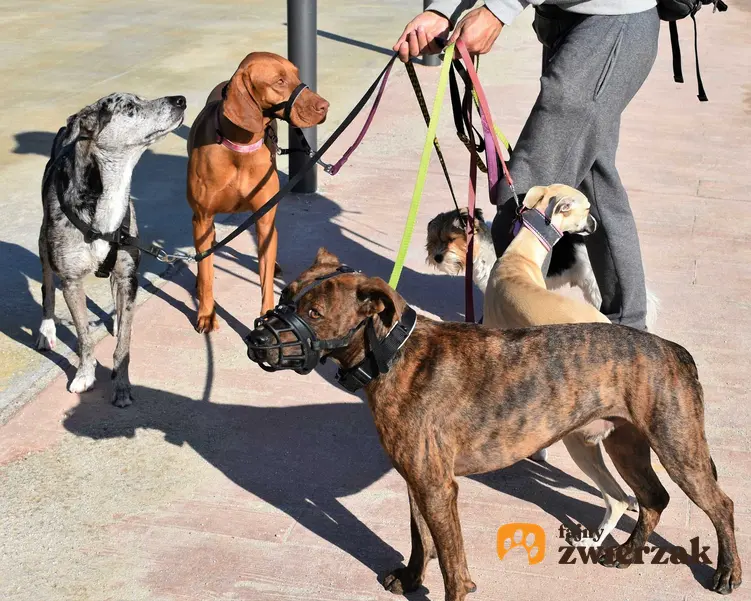 Pies ubrany w kaganiec fizjolgiczny na lince treningowej do spacerów, a także informacje o kagańcach fizjologicznych dla psów