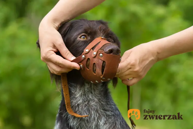 Pies ubierany w kaganiec fizjologiczny, a także informacje o akcesoriach dla psów: kagańcach, smyczach i szelkach Julius